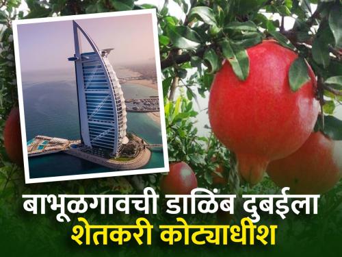 Deepak Gurgude from Babhulgaon became a millionaire from a five acre pomegranate farm | बाभुळगाव येथील शेतकरी दीपक गुरगुडे पाच एकर डाळिंब शेतीतून झाले कोट्याधीश