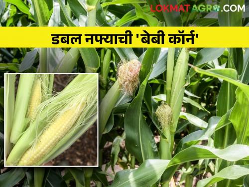 Farmers doing dairy business? Then cultivation of baby corn maize get double benefit | शेतकऱ्यांनो दूध व्यवसाय करताय? बेबी कॉर्नची लागवड करा होतोय दुहेरी फायदा