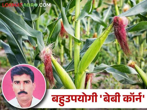 Farmer Success Story Sachin from Narwad made an income of 80 thousand from baby corn maize in three months | Farmer Success Story नरवाडच्या सचिनने तीन महिन्यात बेबी कॉर्न मक्यातून काढले ८० हजारांचे उत्पन्न