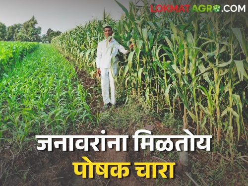 A low water, low cost dual benefit crop; farmers towards cultivation of this crop | कमी पाण्यात, कमी खर्चात दुहेरी फायदा देणारं पिक; लागवडीकडे शेतकऱ्यांचा कल
