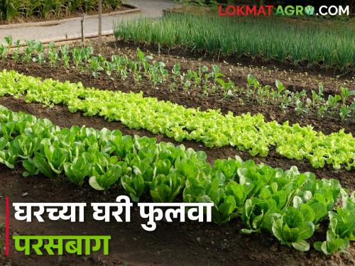 How to grow vegetables at home in minimum space? | कमीत कमी जागेत घरच्या घरी भाजीपाला कसा पिकवाल?