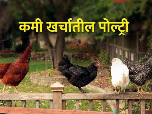 How to do home poultry business to supplement agriculture? | शेतीला पूरक घरगुती पोल्ट्री व्यवसाय कसा कराल?