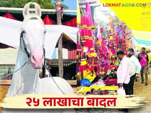 Akluj Ghoda Bazar : Akluj has a turnover of around 3 crores from buying and selling horses | Akluj Ghoda Bazar : अकलूजच्या घोडेबाजारात घोडे खरेदी-विक्रीतून सुमारे ३ कोटींची उलाढाल