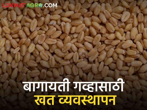 Latest News Wheat Farming Management Fertilizer management for horticultural wheat sowing time, read in detail  | Wheat Farming Management : वेळेवर पेरणी करावयाच्या बागायती गव्हासाठी खत व्यवस्थापन, वाचा सविस्तर 