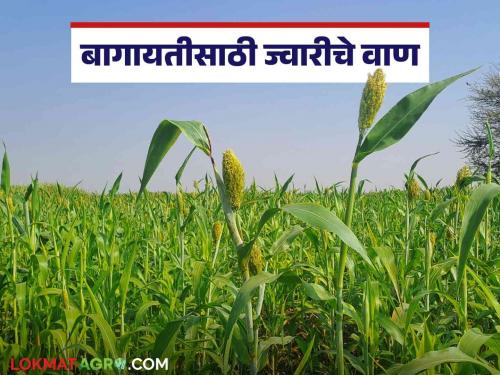 Jowar Lagwad : Which sorghum variety to choose for heavy and irrigated land cultivation? | Jowar Lagwad : भारी जमीन व बागायती लागवडीसाठी ज्वारीचे कोणते वाण निवडाल?