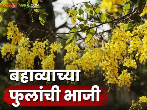 Latest News Agriculture News Learn recipe for summer bahava tree flowers bhaji see details | Bahava Tree : बहाव्याचे झाड माहितीय का? या झाडांच्या फुलांची भाजी कशी करतात? जाणून घ्या सविस्तर 
