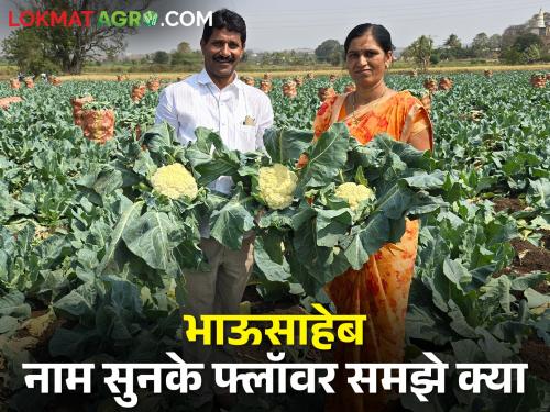 Market Demand and Vegetable Cultivation; The cauliflower made the farmer of Nimgaon rich | बाजारपेठेतील मागणी आणि भाजीपाला लागवड; निमगावातील शेतकऱ्याला फ्लॉवरने केले मालामाल