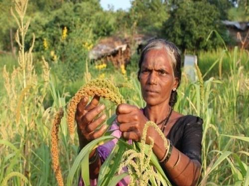 Enrichment in the lives of tribals through indigenous seed conservation | देशी बियाणे संवर्धनातून आदिवासी बांधवांच्या जीवनात समृद्धी