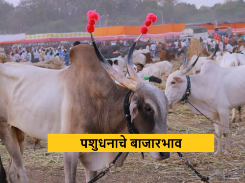 Latest News Bail Bajar Hybrid cow and buffalo prices increased, see kalyan bail bajar market | Thane Bail Bajar : हायब्रीड गाय आणि म्हशीचे दर वाढले, पुणे, सांगली, ठाण्यात काय बाजारभाव? 