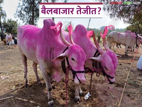 Ahilyanagar's famous Kashti bullock market is booming; The price of a pair of bullock of 'this' breed has gone up to lakhs | अहिल्यानगरचा सुप्रसिद्ध काष्टी बैलबाजार तेजीत; 'या' जातीच्या बैलजोडीचा भाव गेला लाखात