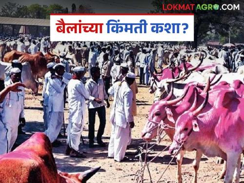 Farmers flock to the bull market to buy bullocks at the start on kharif season; How are bullock pairs getting the best price? | खरिपाच्या तोंडावर बैल बाजारात खरेदीसाठी शेतकऱ्यांची गर्दी; बैलजोडीला कसा मिळतोय भाव?