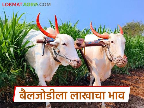 Sarja-Raja has no alternative for intercultural operation in crop; Bullock pairs become expensive at the beginning of Kharif | आंतरमशागतीसाठी सर्जा-राजाला नाही पर्याय; खरिपाच्या तोंडावर बैलजोडी महागली