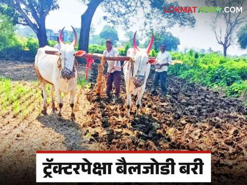 Latest News Sowing by bullock pair is better than tractor, seed germination capacity is high, read in detail  | Agriculture News : ट्रॅक्टरपेक्षा बैलजोडीने पेरणी बरी, बियाणे उगवण क्षमता भारी, वाचा सविस्तर 