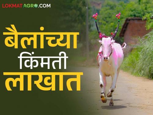 The number of bulls in Borvade, famous in Panchkroshi as the village of bullocks, is decreasing; Read what are the reasons? | बैलांचे गाव म्हणून पंचक्रोशीत प्रसिद्ध असलेल्या बोरवडेत बैलांची संख्या होतेय कमी; वाचा काय आहेत कारणे?