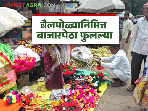 latest news Bail Pola Festival Market: Bail Pola market decorated; Turnover of lakhs in the market for Sarja-Raja | Bail Pola Festival Market : बैलपोळ्याची बाजारपेठ सजली; सर्जा-राजासाठी बाजारात लाखोंची उलाढाल