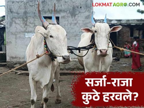 latest news Bailjodi: Where did Sarja-Raja disappear to? What is the reason for the decline in the number of bullock pairs? Read in detail | Bailjodi : सर्जा-राजा कुठे हरवले? बैलजोडींची संख्या घसरण्याचे काय आहे कारण वाचा सविस्तर