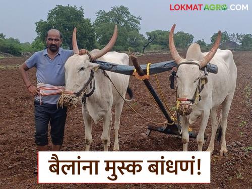 Latest News Agriculture News Bailanche muske why mask on bulls face in kharif Season | Bailanche Muske : बैलांच्या तोंडाला मुसके का बांधले जाते? त्याचा उद्देश काय? वाचा सविस्तर 