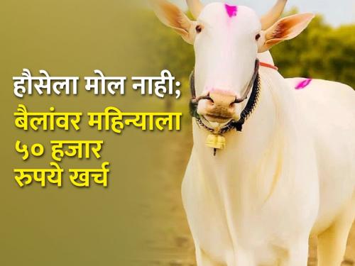 The farmer's voice should not be heard; A new pair of bullocks worth lakhs at every door | शेतकऱ्याचा नाद करायचा नाय; दर पोळ्याला दारापुढं लाखोंची नवी बैलजोडी