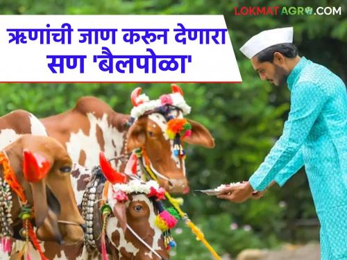 'Bailpola', a festival that makes one realize the debt of the hardworking Sarja-Raja | कष्टमूक सर्जा-राजाच्या ऋणांची जाण करून देणारा सण 'बैलपोळा'