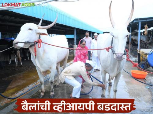 The royal pomp of the Sarja-Raja of Kedgaon; a fan in the cowshed, a mat to sit on, and butter to eat | केडगावच्या सर्जा-राजाचा राजेशाही थाट; गोठ्यात फॅन, बसण्यासाठी मॅट तर खायला तेलातुपाचा घास