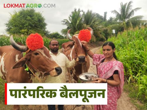 latest news Traditional Bail Pola: Farmers worship Sarja-Raja and shoulder massage Read in detail | Traditional Bail Pola : शेतकऱ्यांकडून सर्जा-राजाचे पूजन आणि खांदेमळणी वाचा सविस्तर