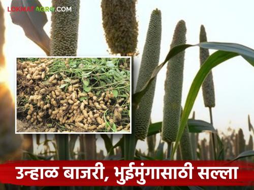 Latest News Krushi Salla How to care unhal bajri bhuimung during unseasonal rains | Krushi Salla : उन्हाळ बाजरी, भुईमूंग काढणीला आलाय, अवकाळीत असे करा नियोजन? 