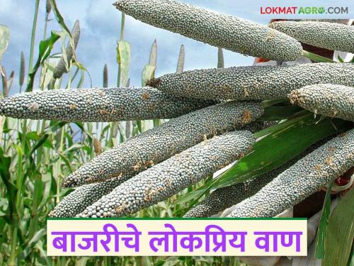 Which improved and hybrid varieties give higher yield in pearl millet crop? Read in detail | बाजरी पिकात अधिक उत्पादन देणारे सुधारित व संकरित वाण कोणते? वाचा सविस्तर