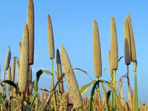 Get free seeds of millet, sorghum, bajara in this kharif | पाऊस लांबलाय? मोफत बियाणे मिळवा अन बाजरी, ज्वारी पेरा