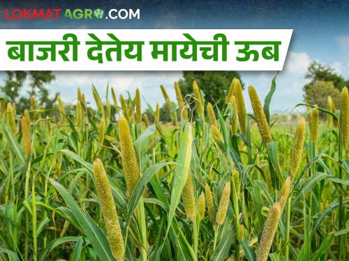 Latest News Demand for millet increased due to cold weather | थंडी व मकर संक्रांतीच्या पार्श्वभूमीवर बाजरीला मागणी वाढली!