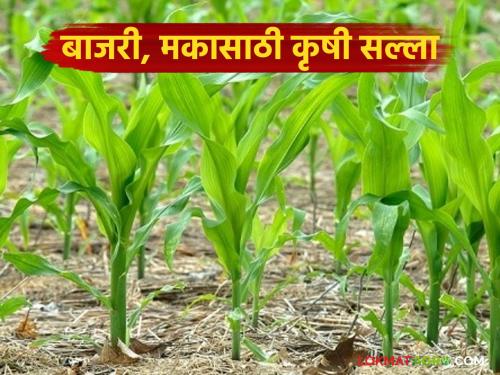 latest News How and by what date should you sow bajra and maize crops Read agricultural advice | बाजरी, मका पिकाची पेरणी कशी आणि किती तारखेपर्यंत कराल? वाचा कृषी सल्ला 