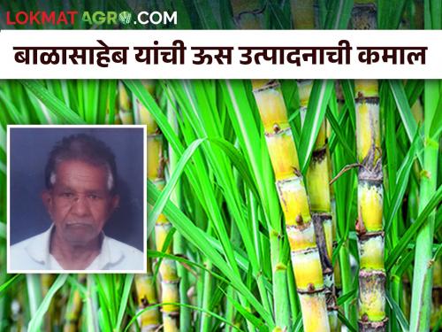 Farmer Balasaheb produced a record 94 tone of sugarcane in 39 guntha | बाळासाहेब यांनी ३९ गुंठ्यांत ९४ टन ऊस उत्पादन कसे घेतले?