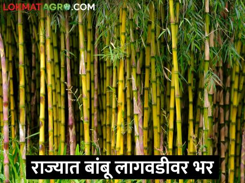 Planning of bamboo cultivation on 10 lakh hectares area in the next 5 years in the state | राज्यात येत्या ५ वर्षात १० लाख हेक्टर क्षेत्रावर बांबू लागवडीचे नियोजन