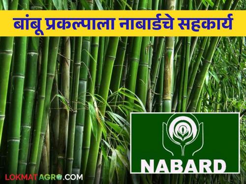 Creating innovative businesses through bamboo | बांबूच्या माध्यमातून नाविन्यपूर्ण व्यवसाय निर्मिती; नाबार्ड करणार सहकार्य