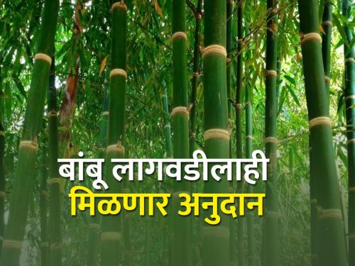 A subsidy of Rs 7 lakh per hectare is now available for bamboo cultivation | बांबू लागवडीसाठी आता हेक्टरी सात लाख रुपये अनुदान