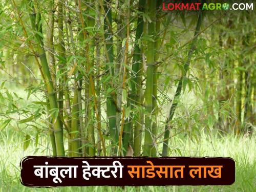 Plant bamboo on waste land and get a subsidy of seven and a half lakhs | पडीक जमिनीवर बांबू लागवड करा आणि साडेसात लाखांचे अनुदान मिळावा