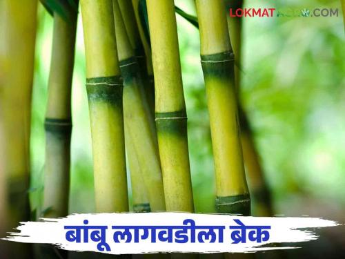 Due to that one condition, bamboo cultivation in Kolhapur district has stopped.. read in detail | Bamboo Cultivation : त्या एका अटीमुळे कोल्हापूर जिल्ह्यातील बांबू लागवड झाली ठप्प.. वाचा सविस्तर