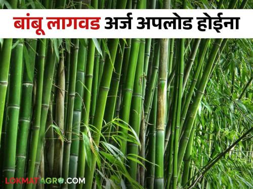 Bamboo Cultivation Scheme : Announcement of 7 lakh hectare subsidy for bamboo cultivation; 5 lakh applications will not be uploaded on the portal! Read in detail  | Bamboo Cultivation Scheme : बांबू लागवडीसाठी हेक्टरी ७ लाख अनुदानाची घोषणा; पोर्टलवर ५ लाखांवरचे अर्ज अपलोड होईना ! वाचा सविस्तर 