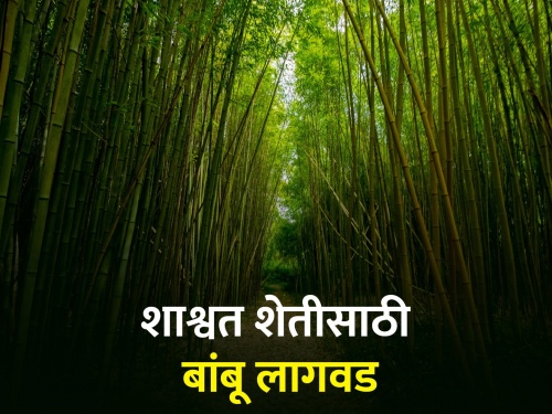 Latest News Appeal to farmers to apply for bamboo cultivation | शाश्वत शेतीसाठी बांबू लागवड, अर्ज करण्यासाठी शेतकऱ्यांना आवाहन
