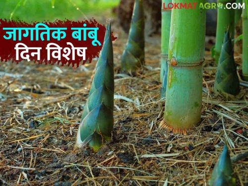 World Bamboo Day 2024 : An opportunity for farmers to cultivate bamboo as a sustainable income crop | World Bamboo Day 2024 : शाश्वत उत्पन्न देणारे पीक म्हणून बांबू लागवडीसाठी शेतकऱ्यांना संधी