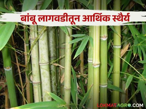 As an alternative to sugarcane and paddy cultivation bamboo cultivation was found as a way of assured income | ऊस, भात पिकाला पर्याय म्हणून बांबू लागवडीतून शोधला खात्रीशीर उत्पन्नाचा मार्ग