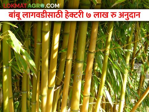 Bamboo will be planted on an area of 10 thousand hectares in the state; Substantial subsidy for cultivation | राज्यात १० हजार हेक्टर क्षेत्रावर बांबू लागवड होणार; लागवडीसाठी भरघोस अनुदान