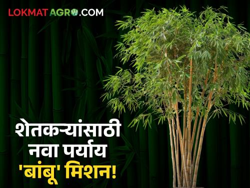 latest news Bamboo Sheti: Big profit in less space; Bamboo crop has given a new path Read in detail | Bamboo Sheti : कमी जागेत, मोठा नफा; बांबू पिकाने दिला नवा मार्ग वाचा सविस्तर