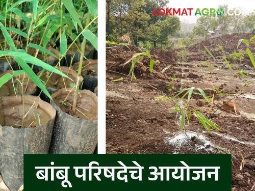Golden opportunity for bamboo farmers; Two-day Bamboo Conference in Mumbai on the occasion of Bamboo Day | बांबू उत्पादक शेतकऱ्यांसाठी सुवर्णसंधी; बांबू दिनानिमित्त मुंबईत दोन दिवसांची परिषद