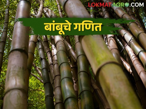 Satara Pattern of Bamboo Farming; Will the farmer become rich? | बांबू शेतीचा सातारा पॅटर्न; शेतकरी होईल का मालामाल?