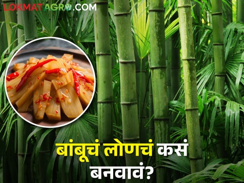 latest News bamboo pickle made in nashik district rural area in famous | ना आंब्याचं, ना लिंबूंचं, असं बनवलं जातंय बांबूचं लोणचं, वाचा सविस्तर 
