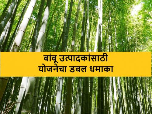 Good news for bamboo farmers, subsidy will also be available for bamboo cultivation and management | बांबू उत्पादक शेतकऱ्यांसाठी दिलासादायक बातमी, यासाठीही मिळणार अनुदान