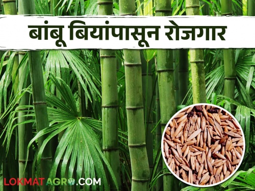 Latest news Bamboo seeds become source of employment for chandrapur district Read in detail | चंद्रपूर जिल्ह्यात बांबूंच्या बिया झाल्या रोजगाराचे साधन, वाचा सविस्तर