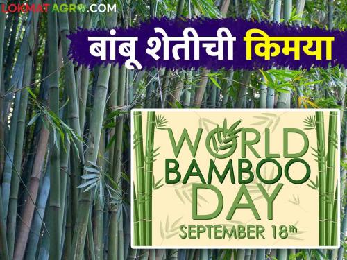 Bamboo Day Special : Farmers Learn Bamboo Farming Techniques and Mantra Read in detail | Bamboo Day Special : शेतकऱ्यांनो शिका बांबू शेतीचा तंत्र आणि मंत्र वाचा सविस्तर