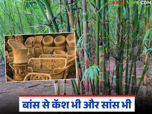 This tree that produces 320 kg of oxygen per year will make farmers entrepreneurs; Read in detail | वर्षाला ३२० किलो ऑक्सिजन देणारं 'हे' झाड शेतकऱ्यांना बनवेल उद्योजक; वाचा सविस्तर