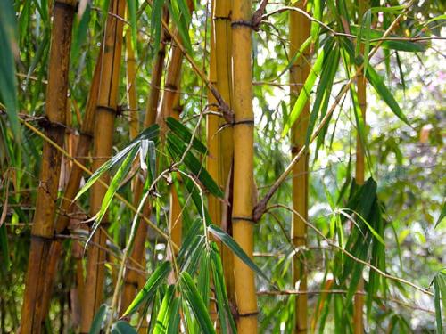 An industry of making furniture from bamboo will be started in Kandati Valley | कांदाटी खोऱ्यात बांबूपासुन फर्निचर बनविण्याचा उद्योग सुरु करणार